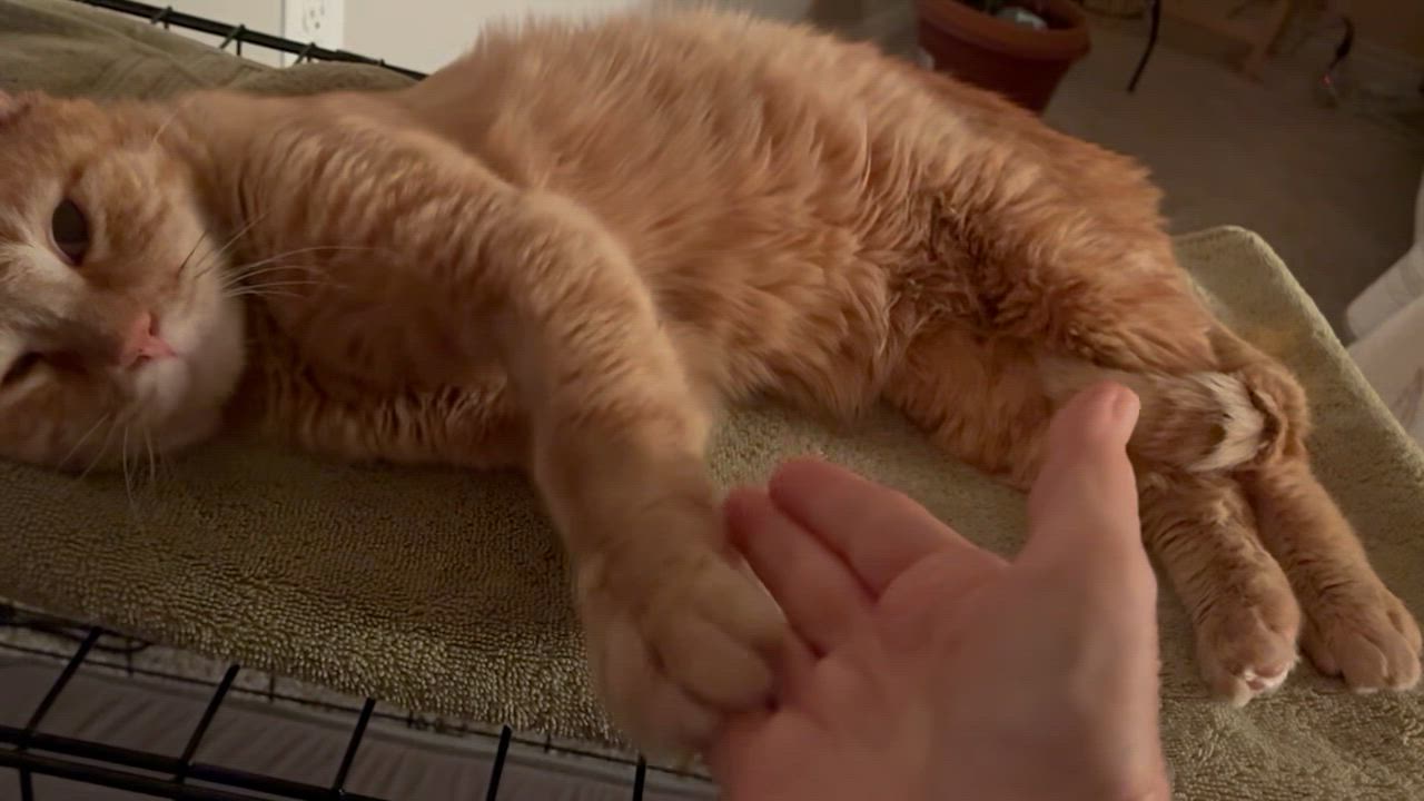 Enlarge Sunny, a Adoptable mixed breed in Lafayette, CO video 4/4