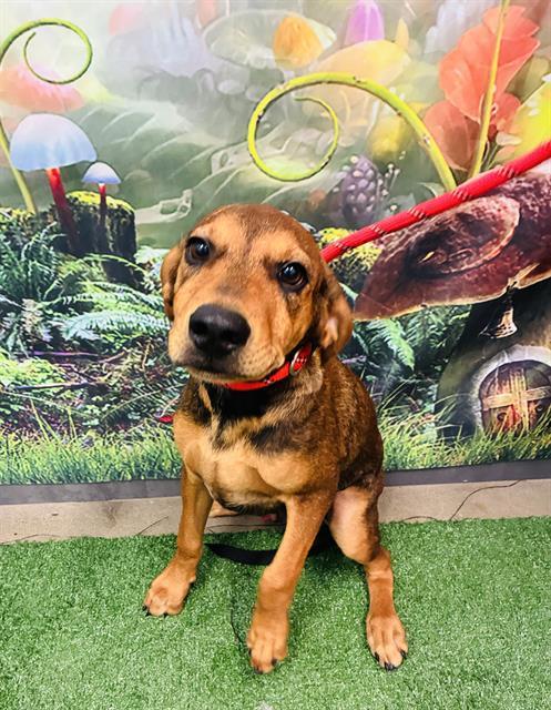 NED NEDERLANDER, Adoptable, Puppy Male Redbone Coonhound.