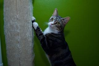 Badia, Adoptable, Adult Female Domestic Short Hair & Domestic Short Hair.