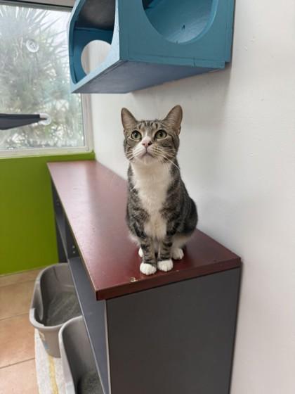 Enlarge Badia, a Adoptable mixed breed in North Miami Beach, FL image 2/3