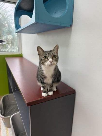 Enlarge Badia, a Adoptable mixed breed in North Miami Beach, FL image 3/3