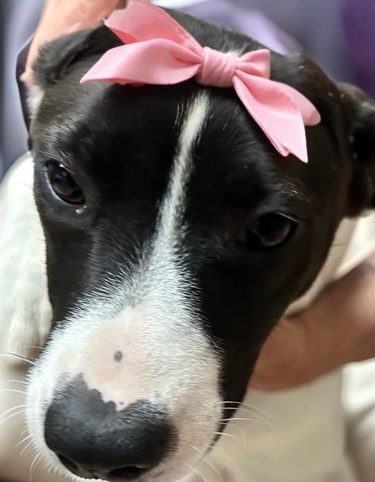 Enlarge Leanna , a ADOPTABLE mixed breed in Woodbury, NJ image 2/2