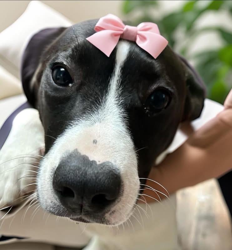 Leanna , ADOPTABLE, Young Female Black Labrador Retriever & Boxer.