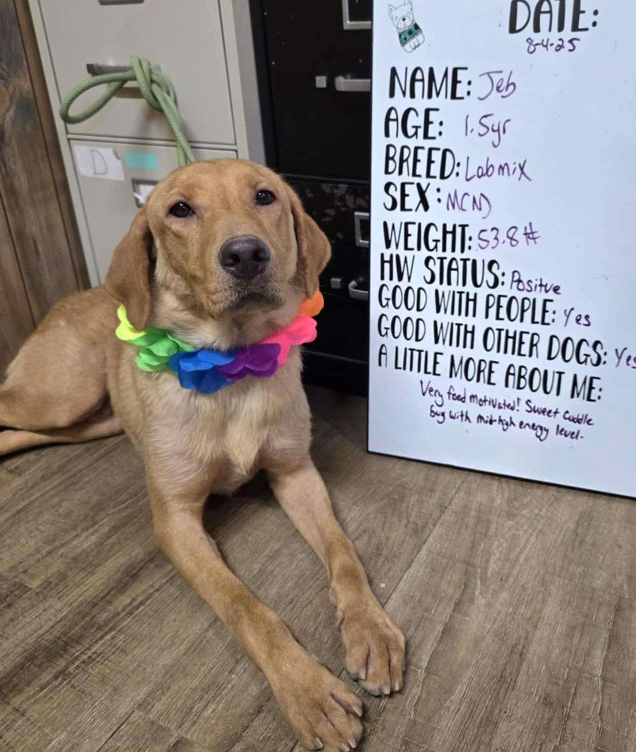 Enlarge Jeb, a Adopted Yellow Labrador Retriever in Camden, AR image 1/1