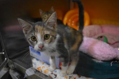 Mary, Adoptable, Young Female Domestic Short Hair & Domestic Short Hair.