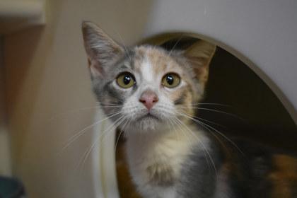 Enlarge Mary, a Adoptable mixed breed in Kansas City, MO image 2/2