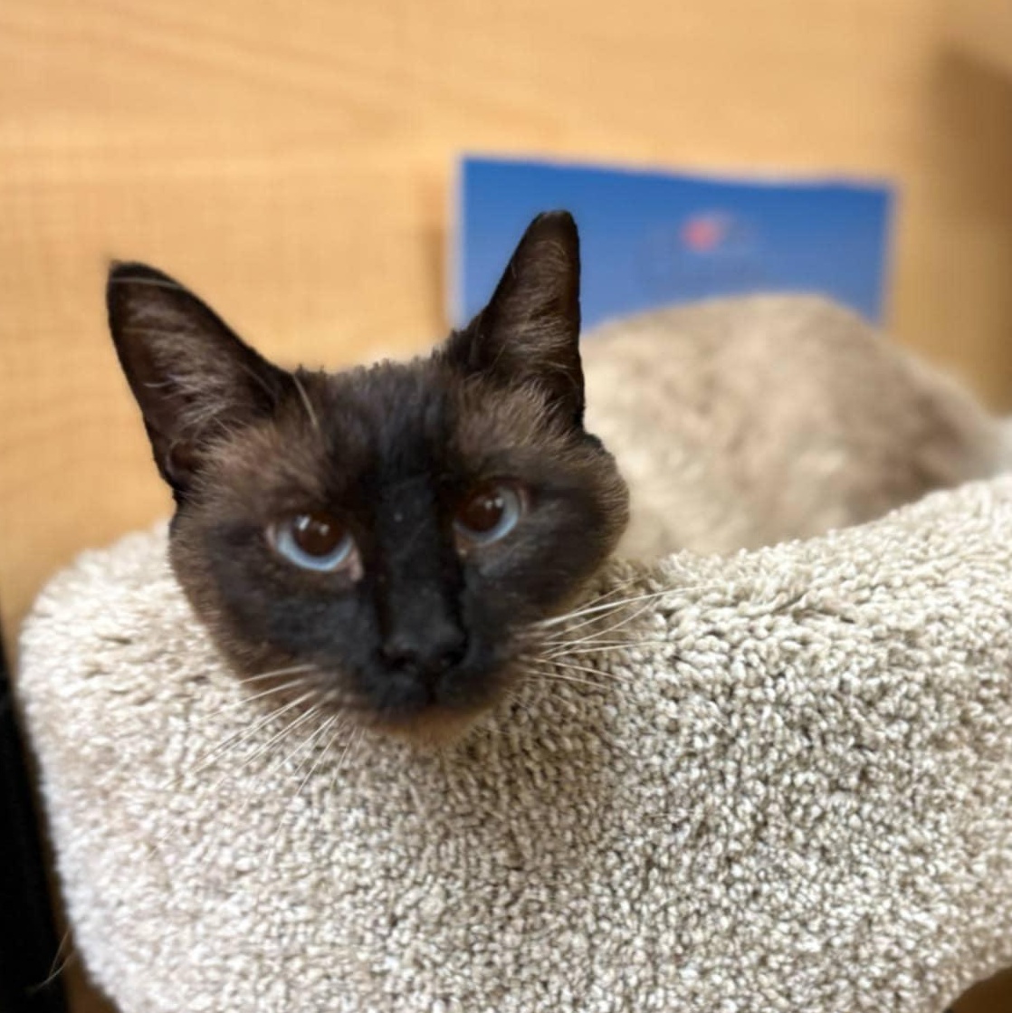 Bebe, a Adoptable Siamese in SCOTTSDALE, AZ image 2/3