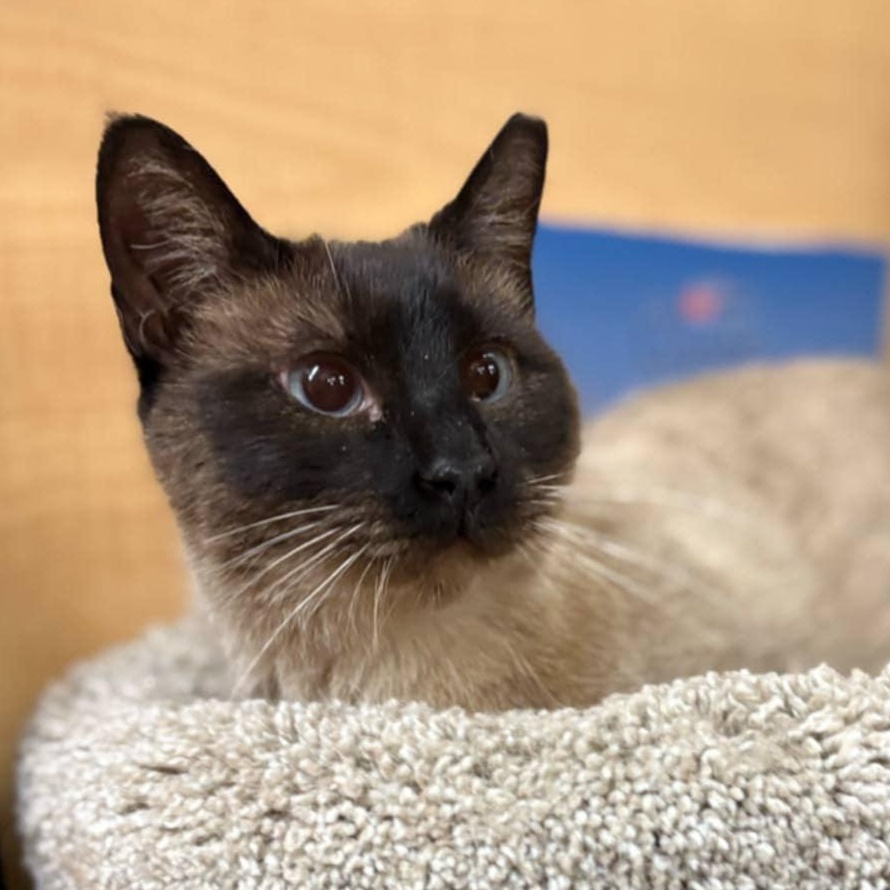 Bebe, a Adoptable Siamese in SCOTTSDALE, AZ image 1/3