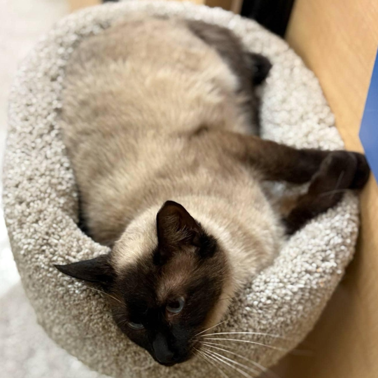 Bebe, a Adoptable Siamese in SCOTTSDALE, AZ image 3/3