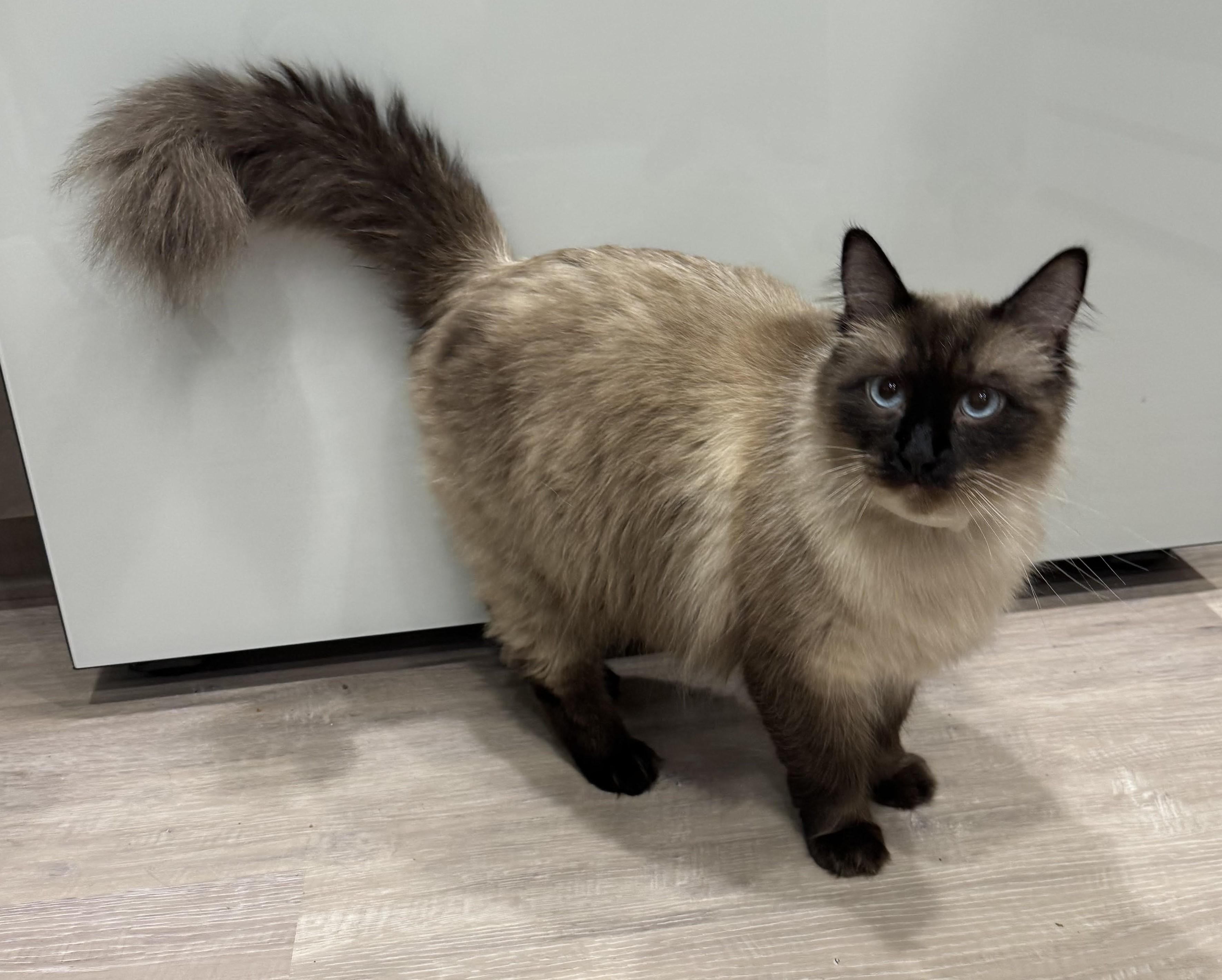 Casper, Adoptable, Adult Male Domestic Medium Hair.