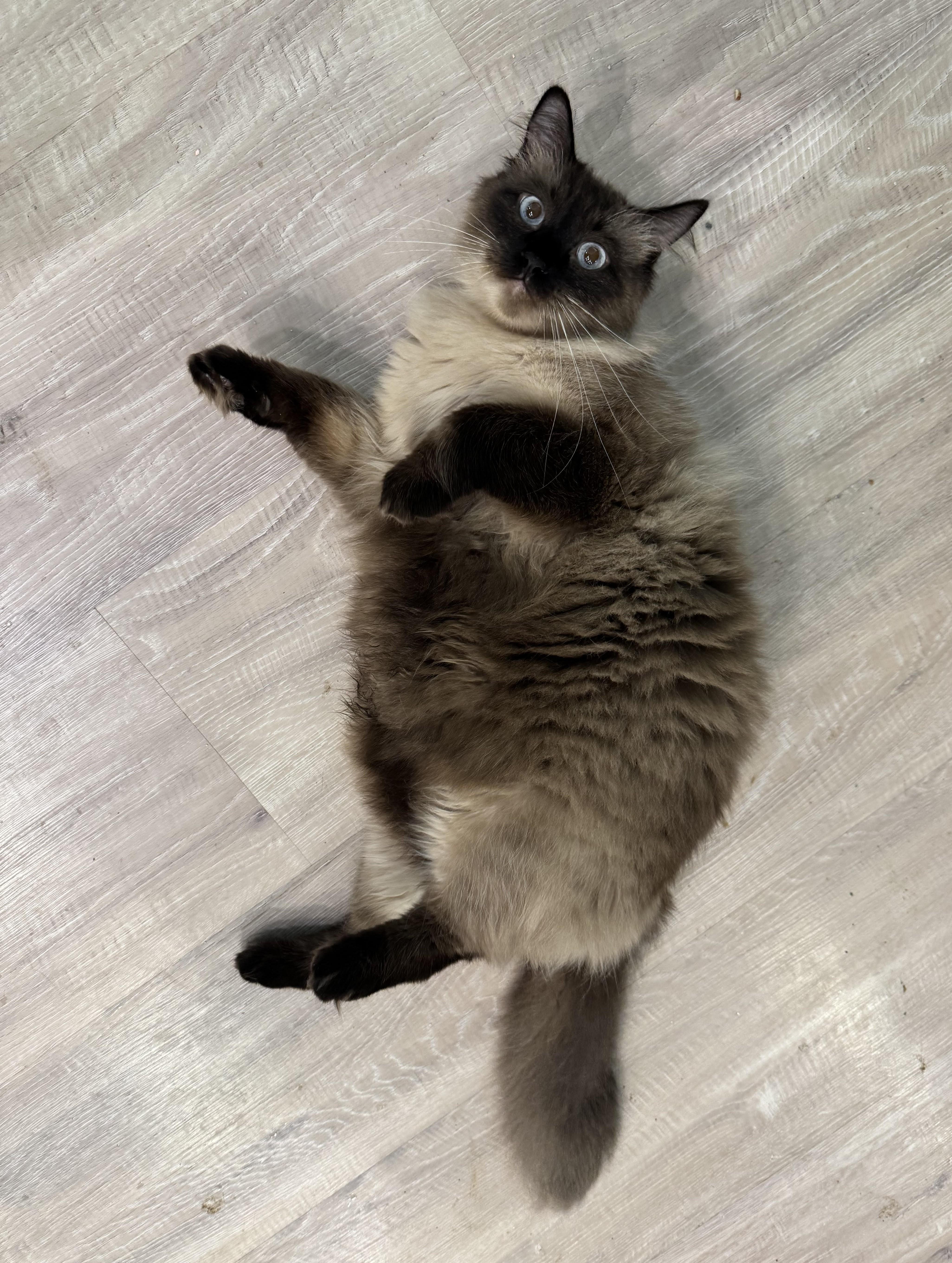 Casper, a Adoptable mixed breed in Silverton, OR image 2/6