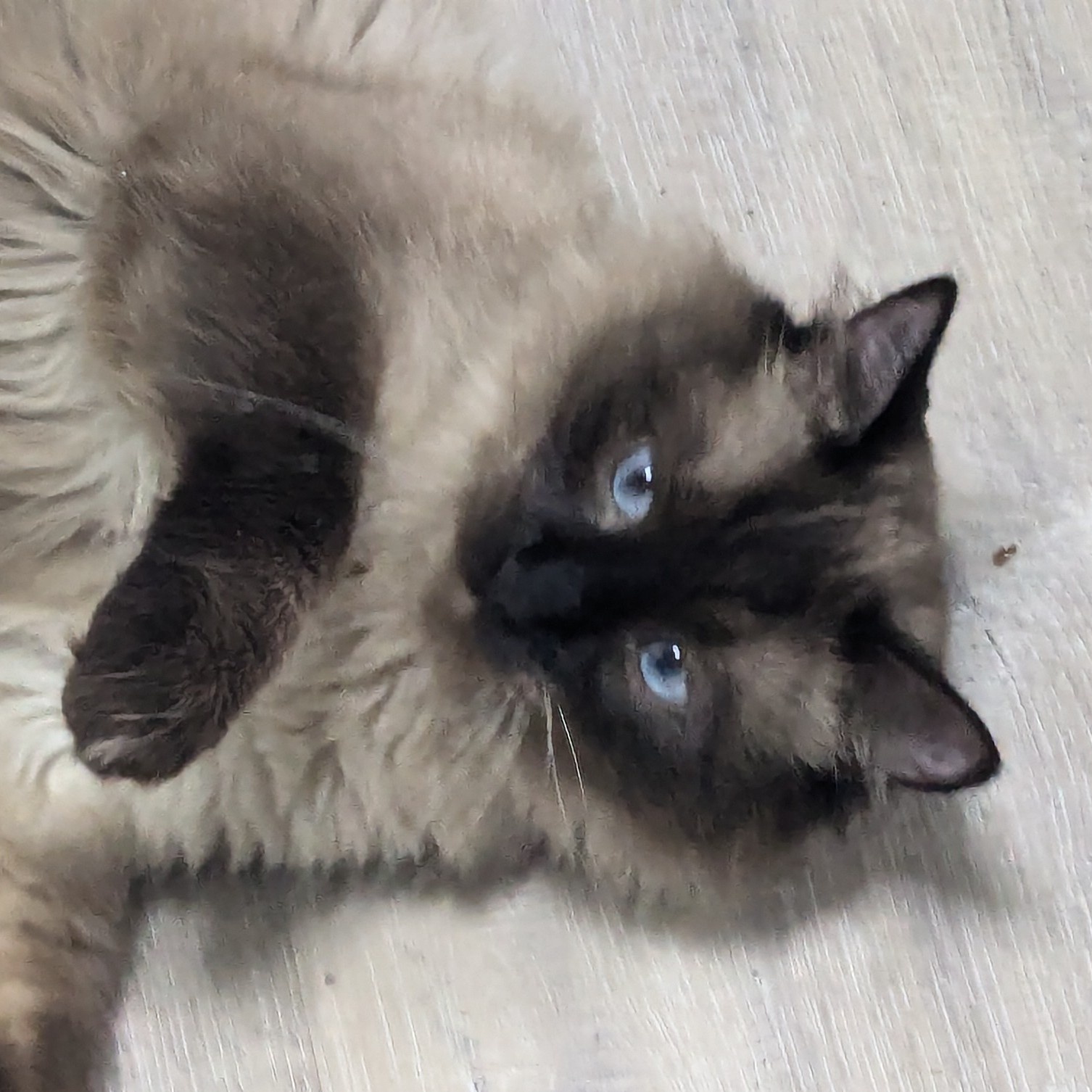 Casper, a Adoptable mixed breed in Silverton, OR image 4/6