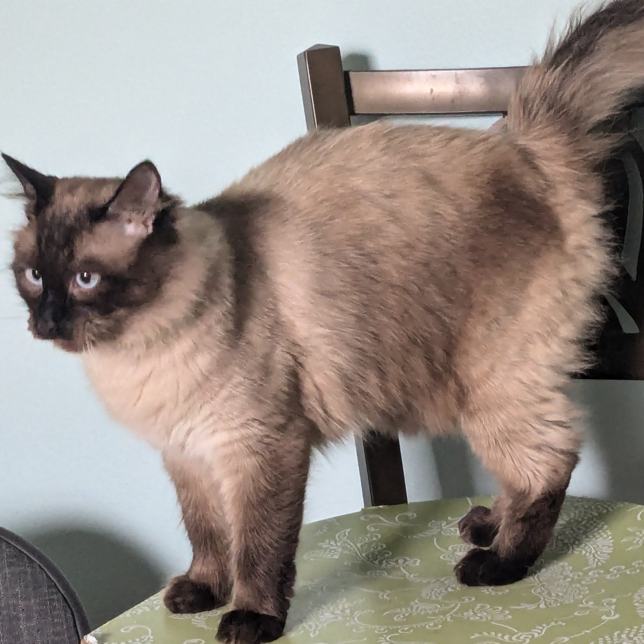 Casper, a Adoptable mixed breed in Silverton, OR image 3/6