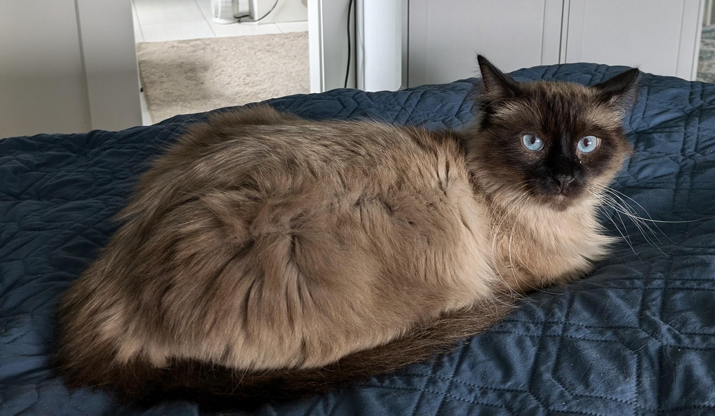 Casper, a Adoptable mixed breed in Silverton, OR image 1/6