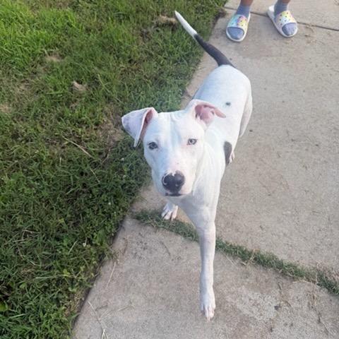 Gage, Adoptable, Young Male Pit Bull Terrier & American Bulldog.