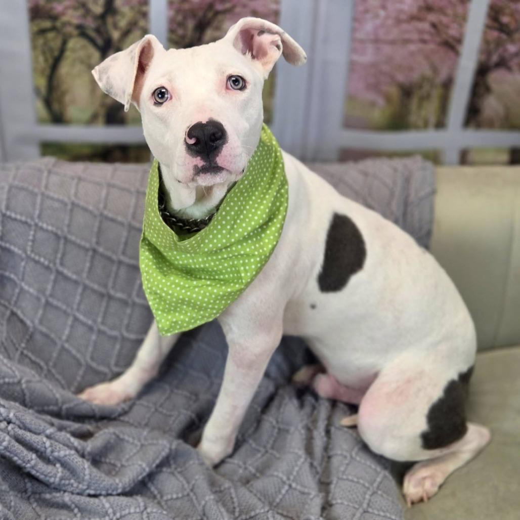Gage, Adoptable, Young Male Pit Bull Terrier & American Bulldog.