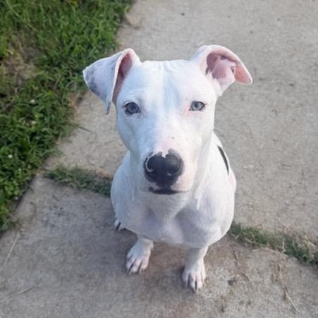 Enlarge Gage, a Adoptable mixed breed in East Saint Louis, IL image 3/6