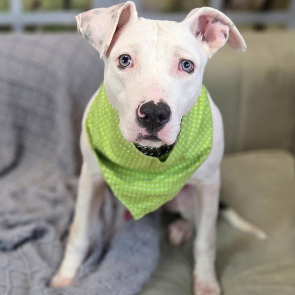 Enlarge Gage, a Adoptable mixed breed in East Saint Louis, IL image 4/6
