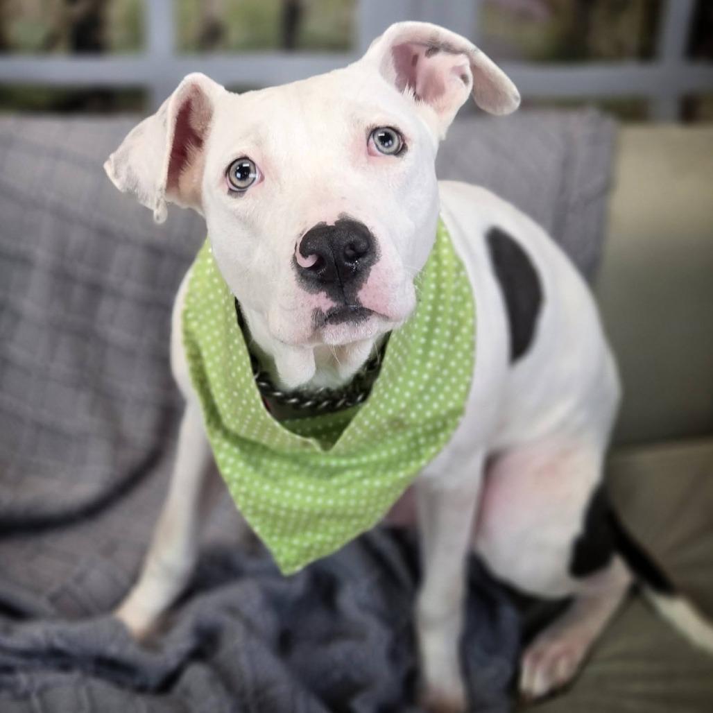 Enlarge Gage, a Adoptable mixed breed in East Saint Louis, IL image 5/6