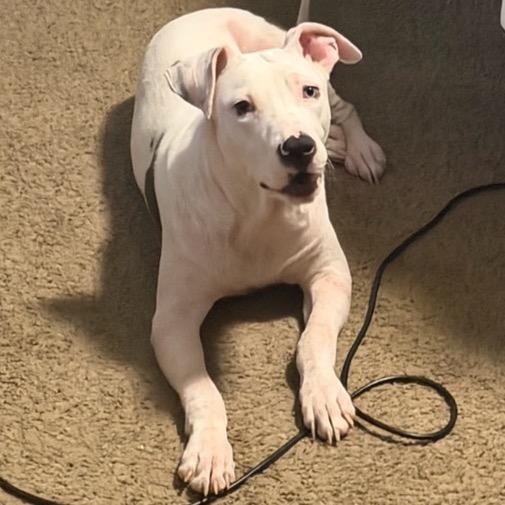 Enlarge Gage, a Adoptable mixed breed in East Saint Louis, IL image 6/6
