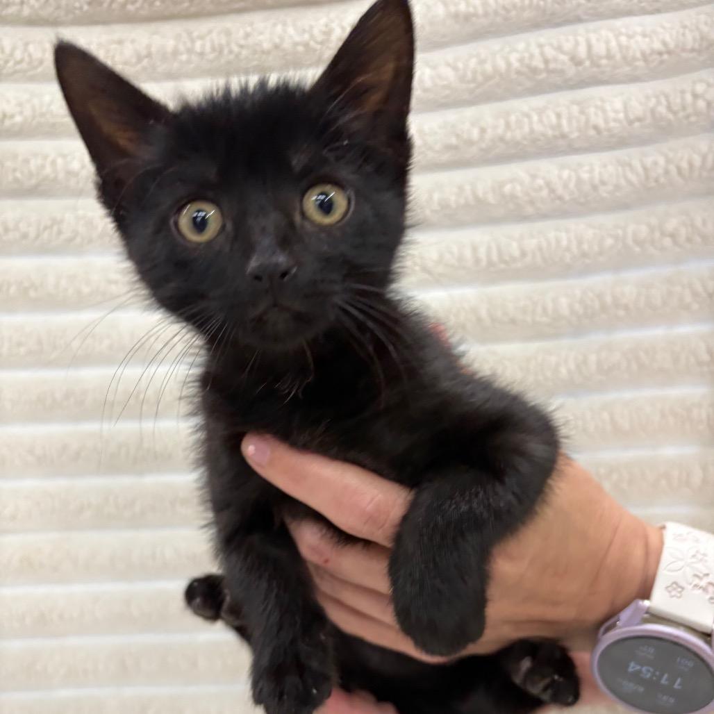 Lucky, Adoptable, Kitten Male Domestic Short Hair.