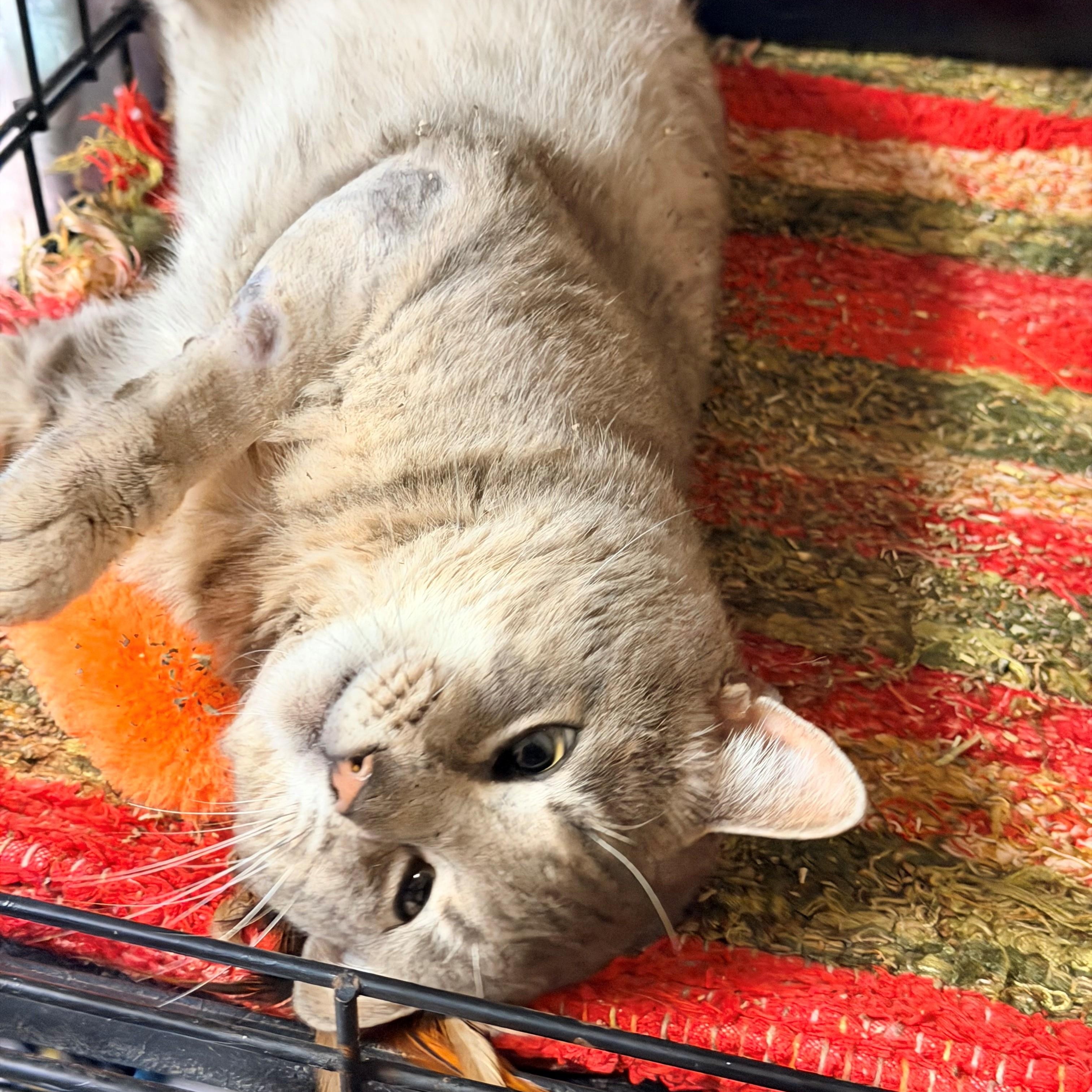 Enlarge Lionel, an adopted Domestic Short Hair in Willimantic, CT image 5/5