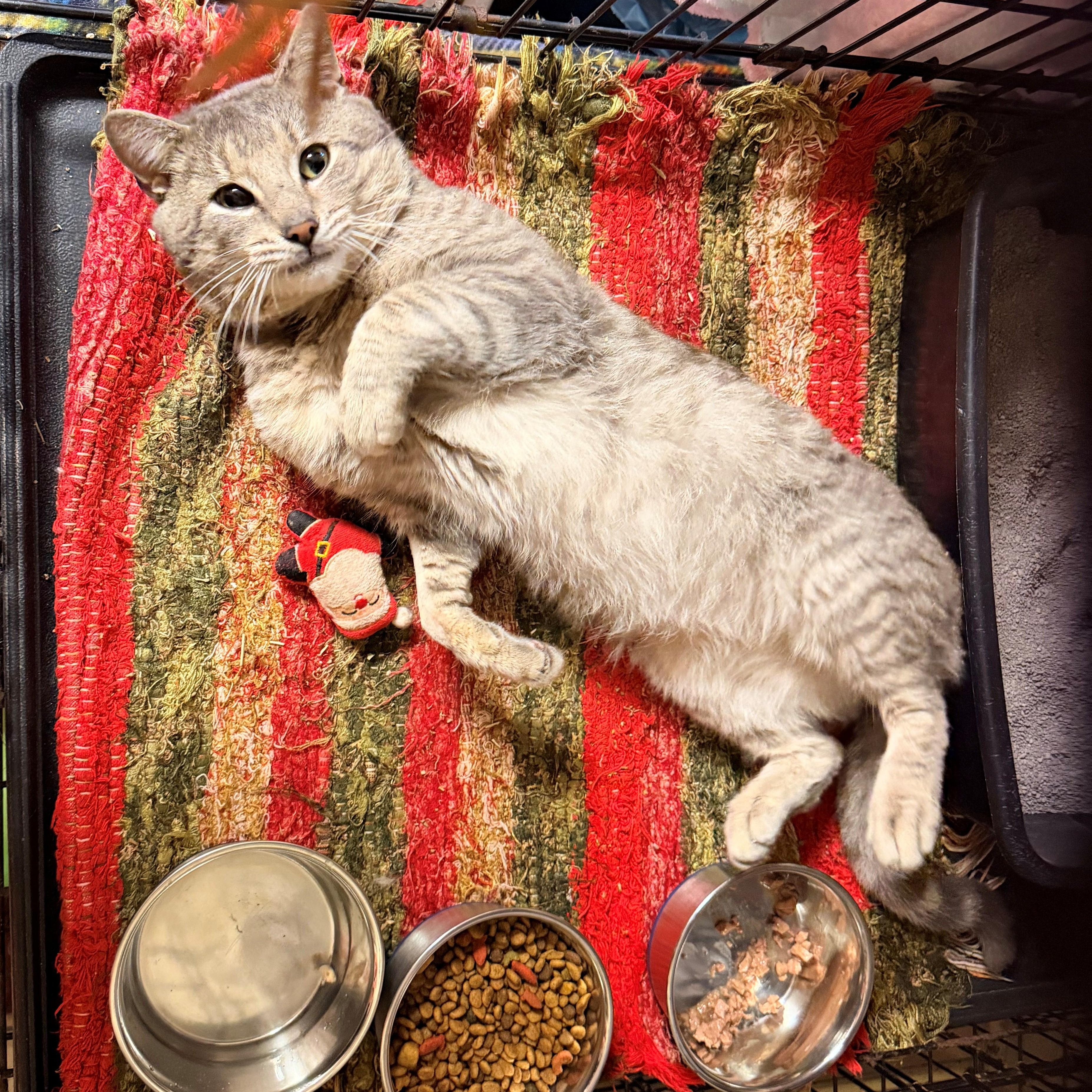 Enlarge Lionel, an adopted Domestic Short Hair in Willimantic, CT image 3/5