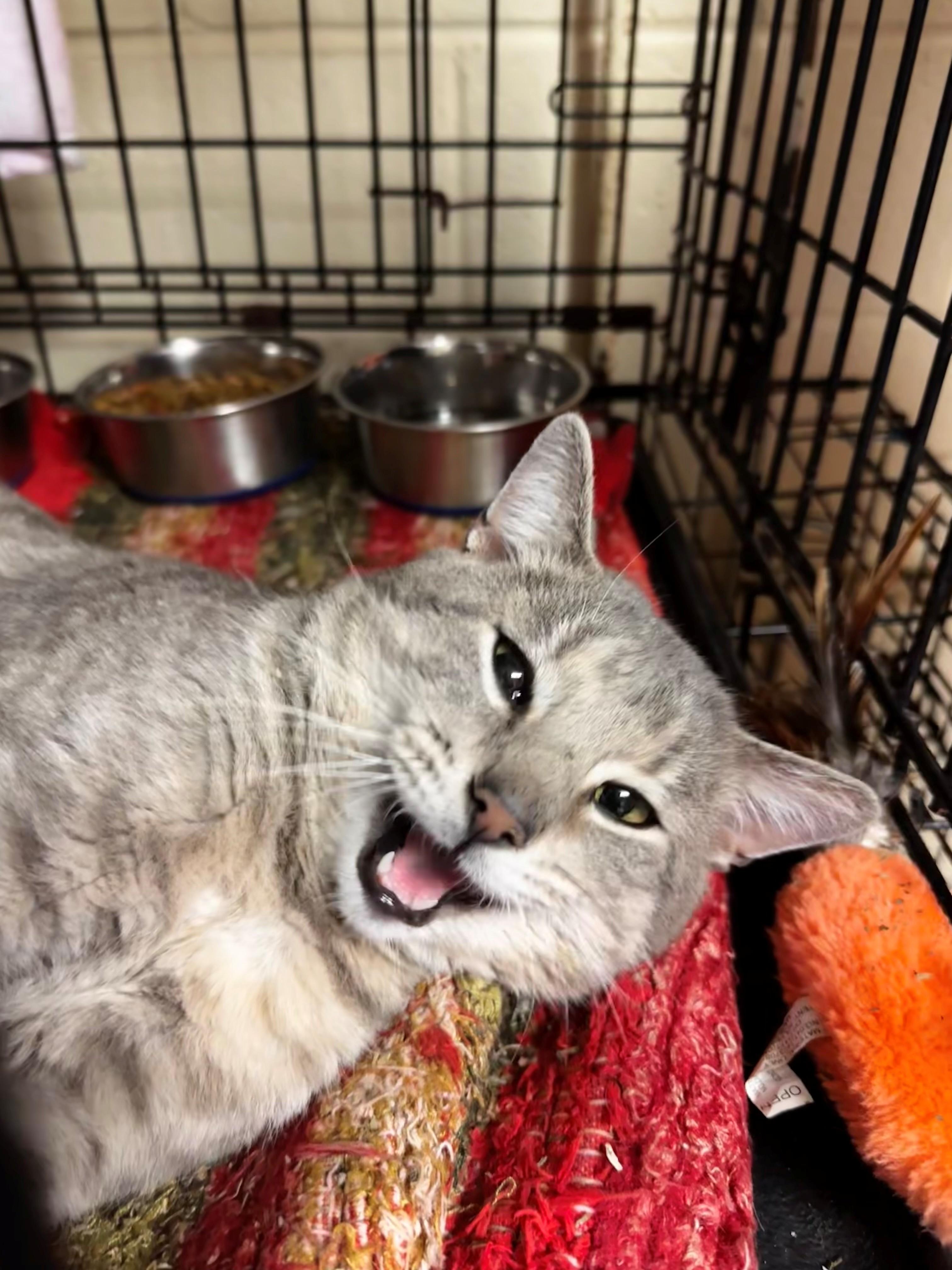 Enlarge Lionel, an adopted Domestic Short Hair in Willimantic, CT image 2/5