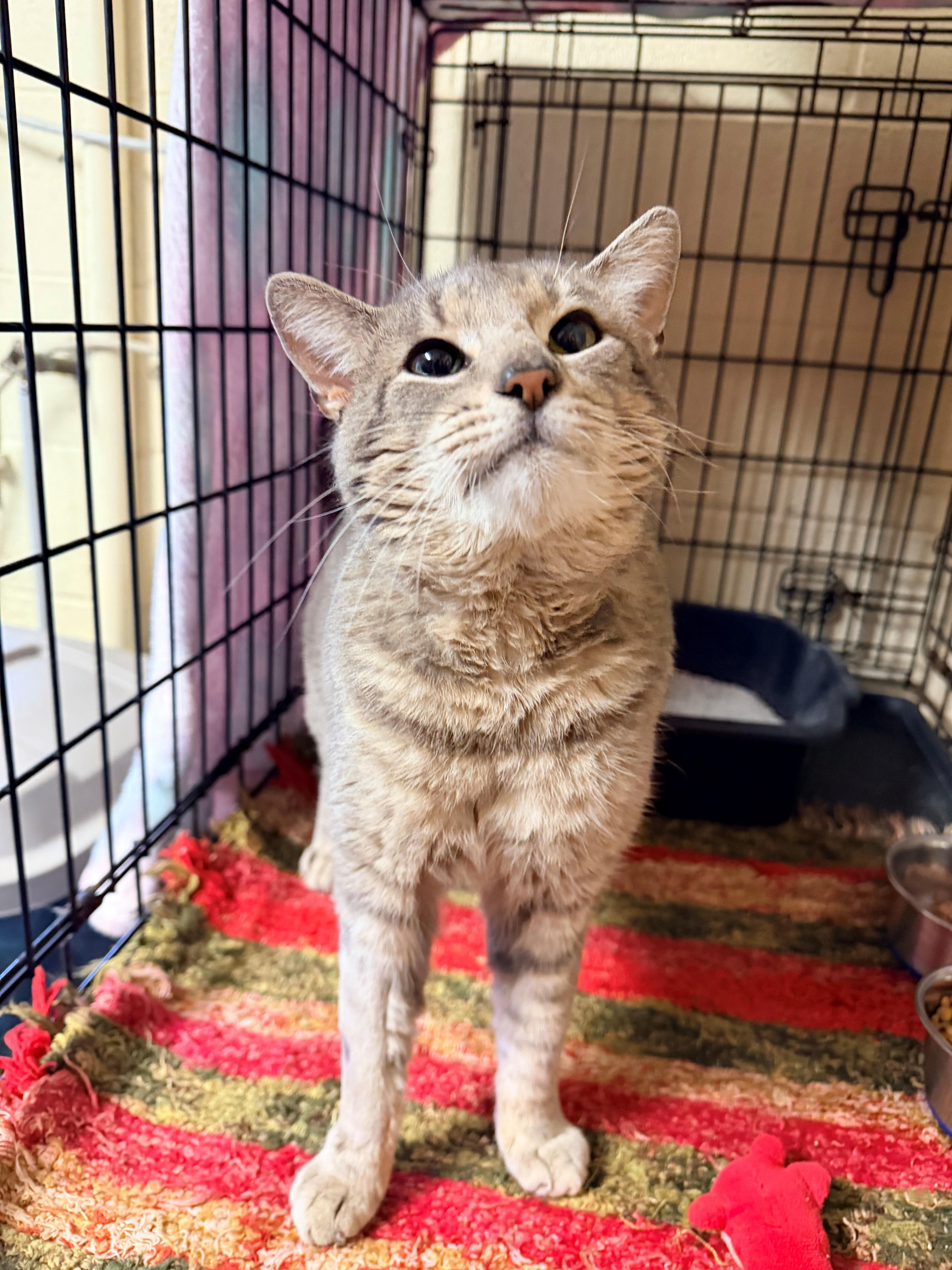 Lionel, adopted, Young Male Domestic Short Hair.