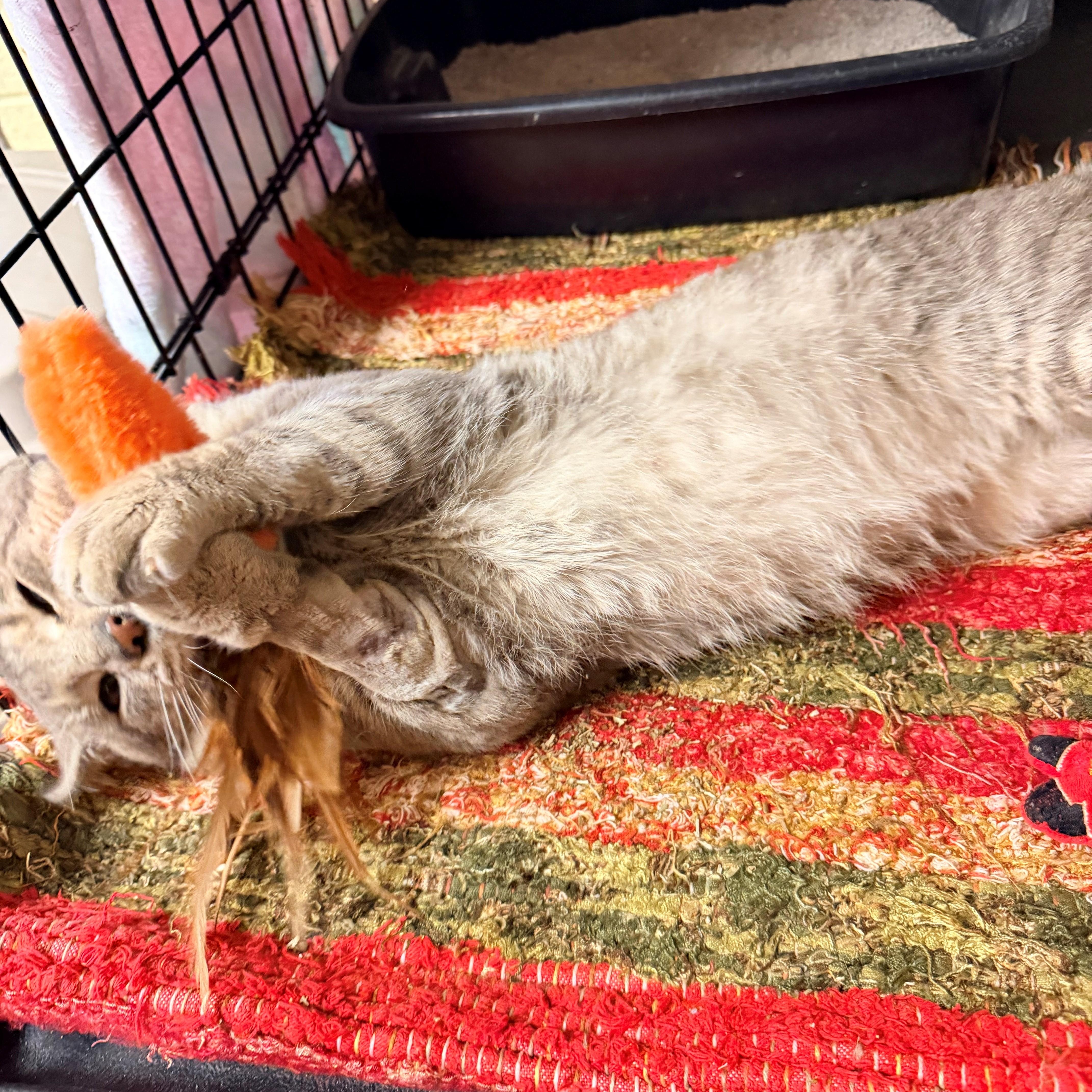 Enlarge Lionel, an adopted Domestic Short Hair in Willimantic, CT image 4/5