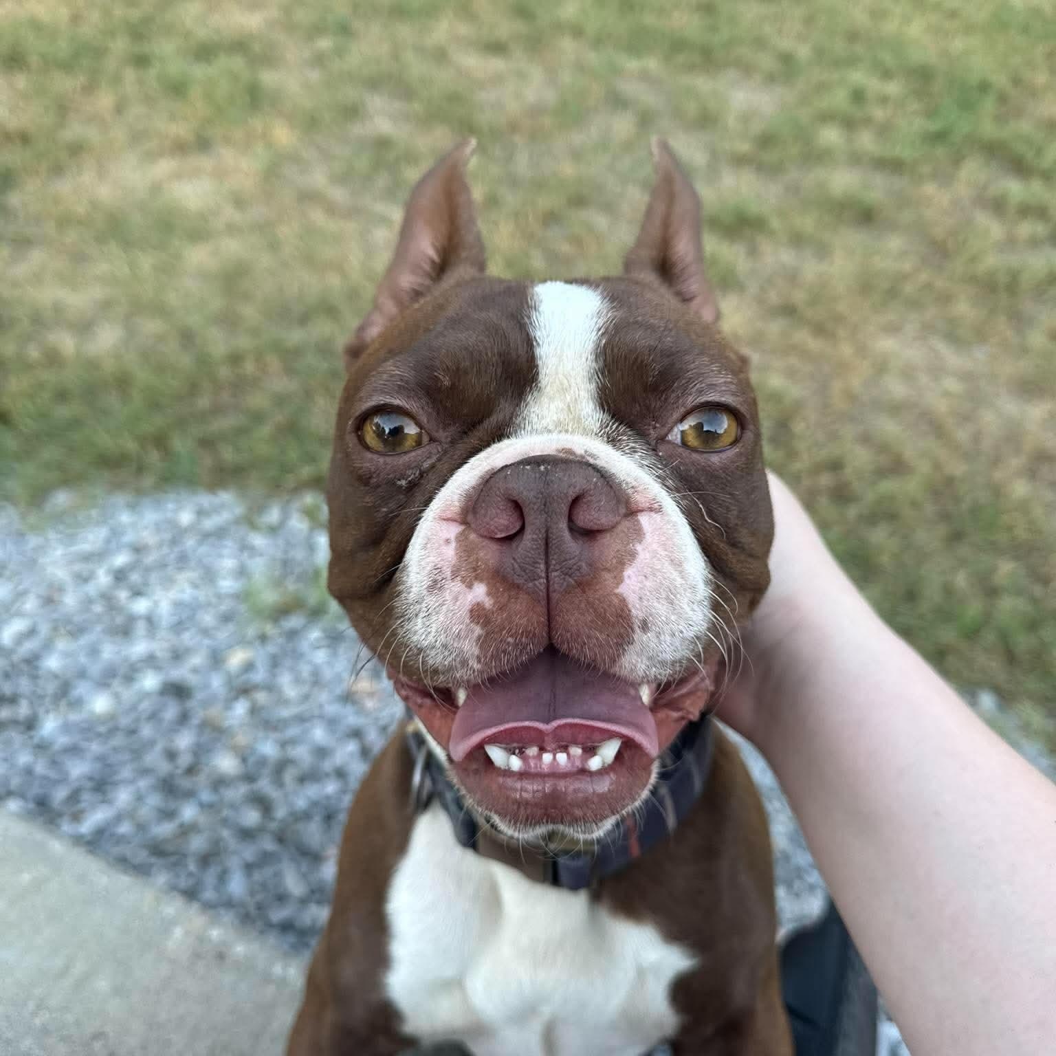 ROYAL 425, Adoptable, Adult Female Boston Terrier.