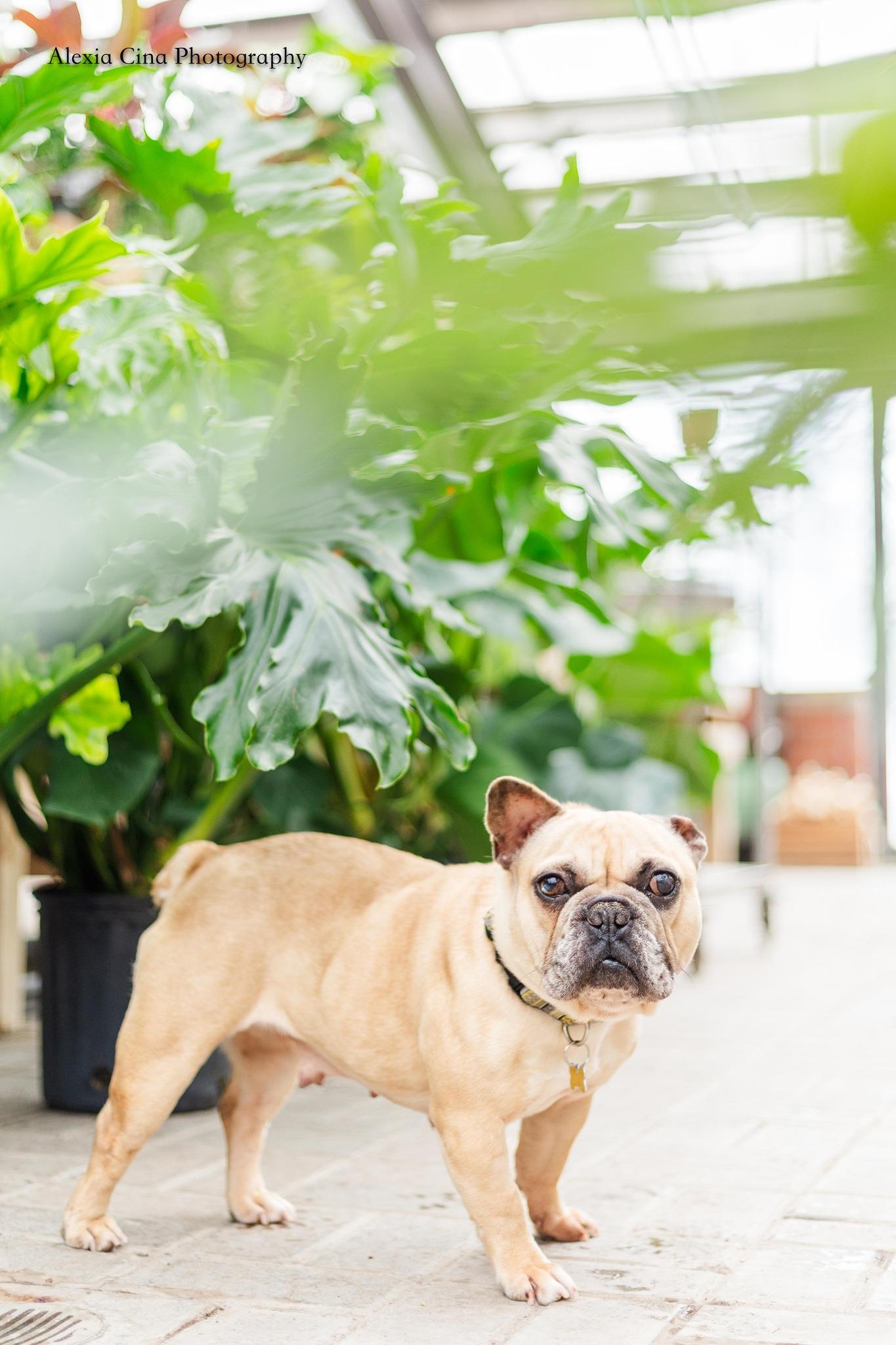 Jenna, a ADOPTABLE French Bulldog in Drumbo, ON image 4/4