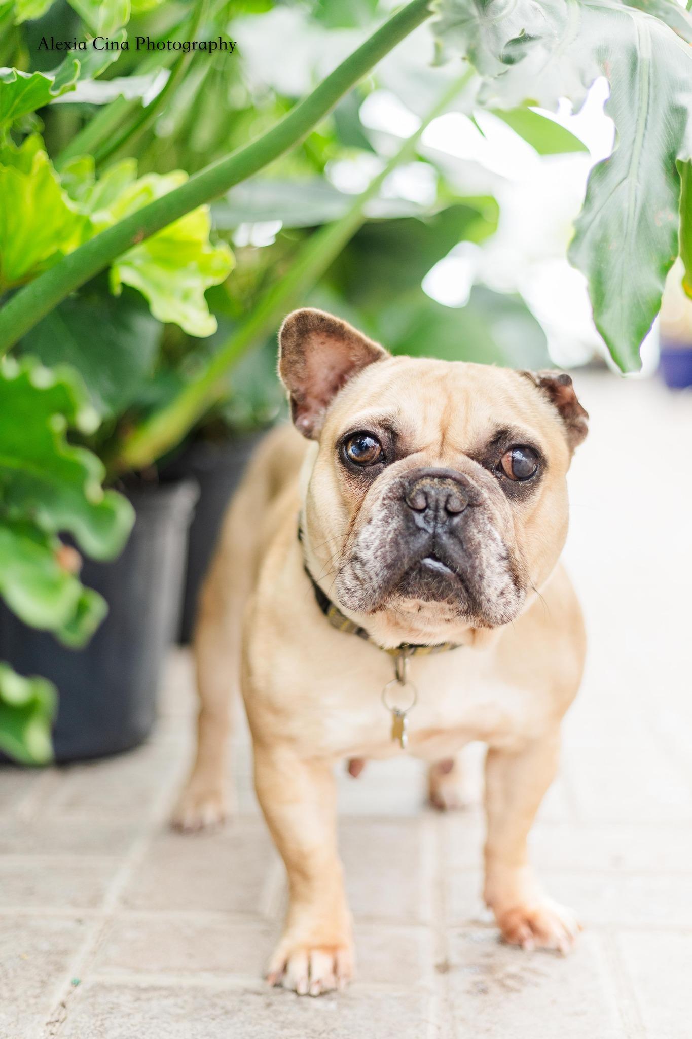 Jenna, a ADOPTABLE French Bulldog in Drumbo, ON image 2/4