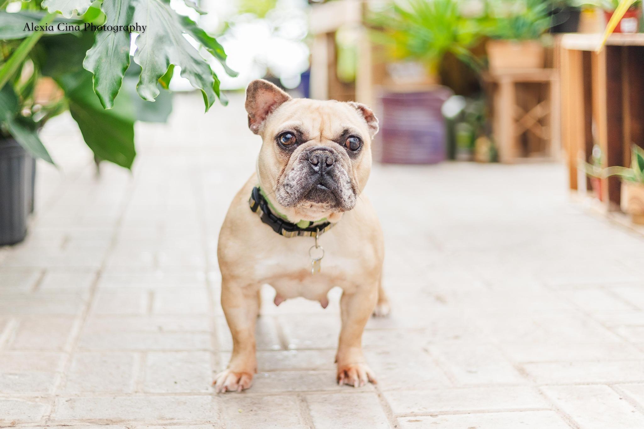 Jenna, a ADOPTABLE French Bulldog in Drumbo, ON image 1/4