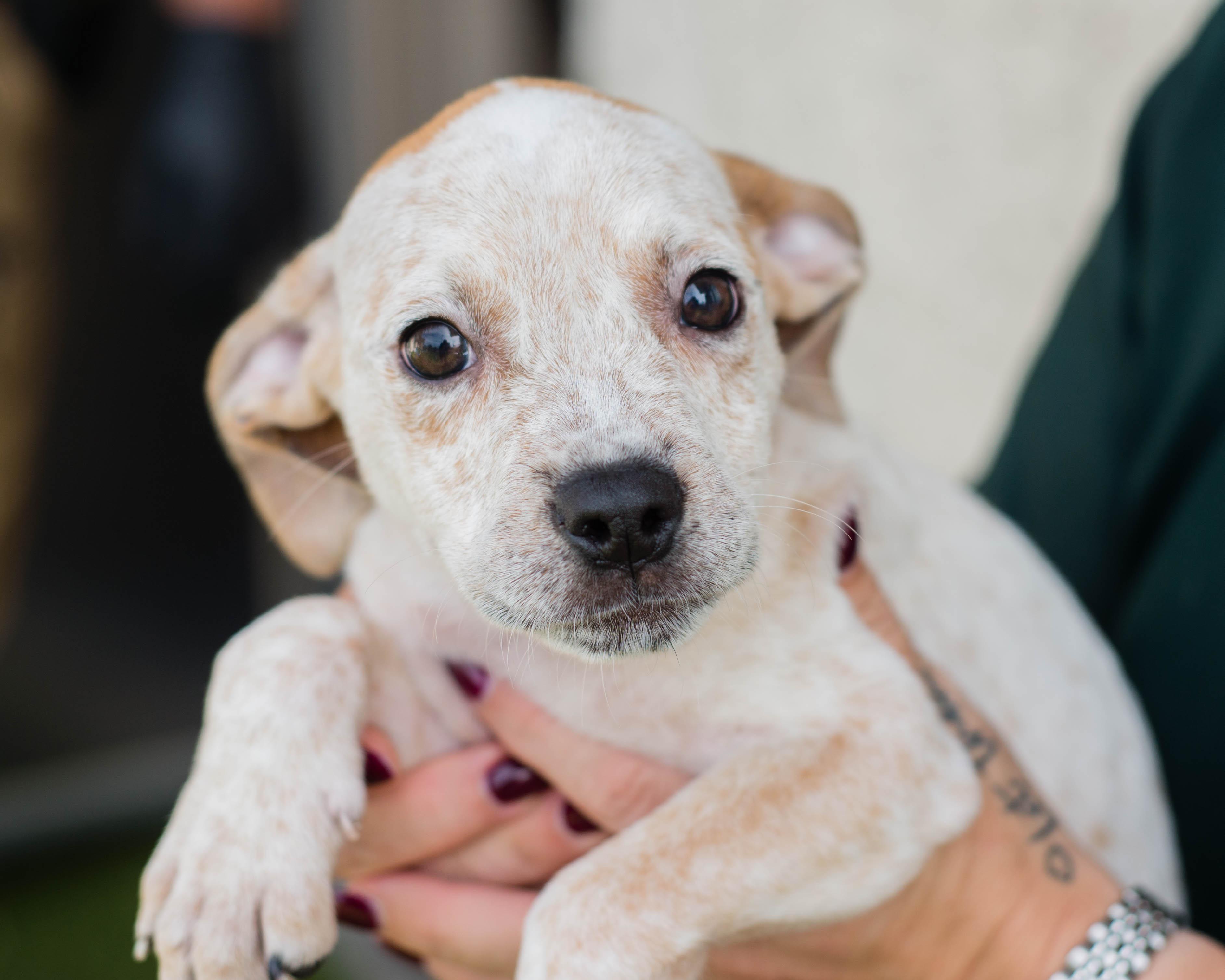 Speckle, Adoptable, Puppy Male Hound & American Staffordshire Terrier.
