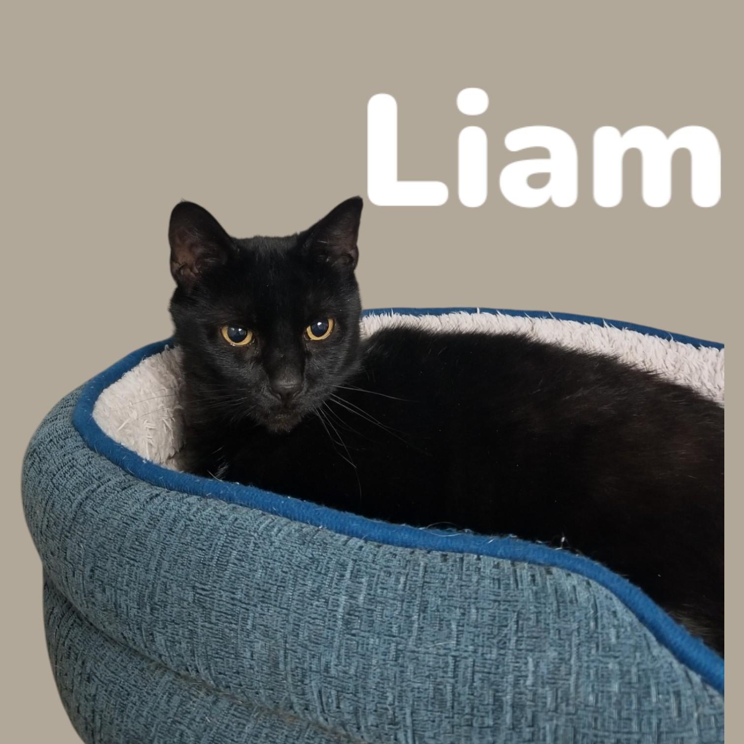Liam, ADOPTABLE, Adult Male Domestic Short Hair.