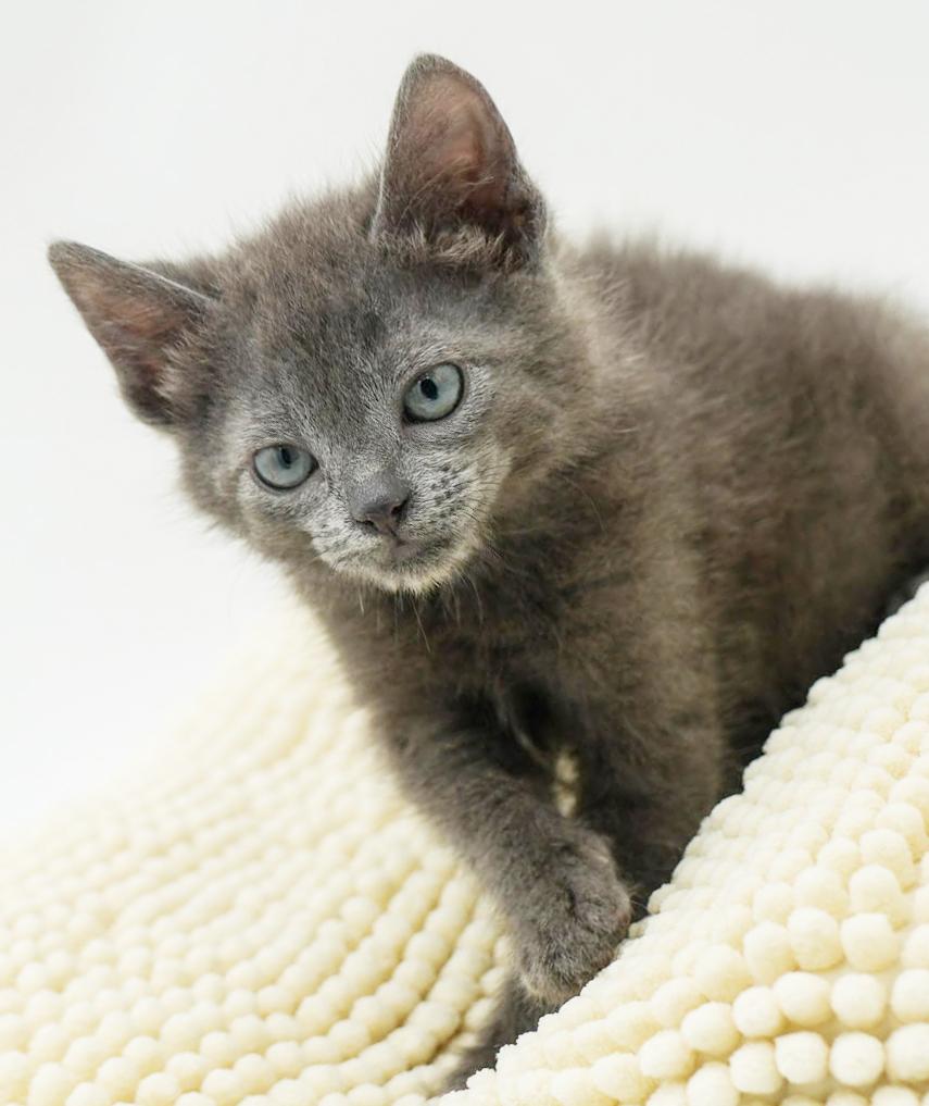 Photo of Baby Male Russian Blue Gray / Blue / Silver