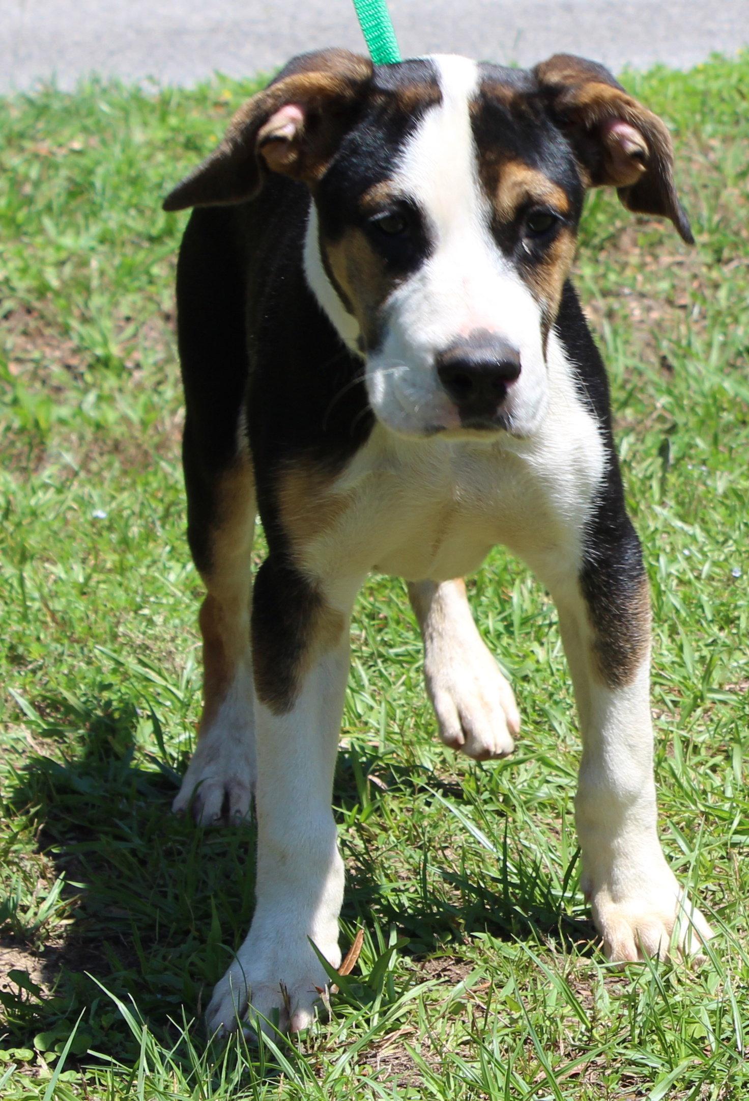 Holt 43545, Adoptable, Puppy Male Shepherd.