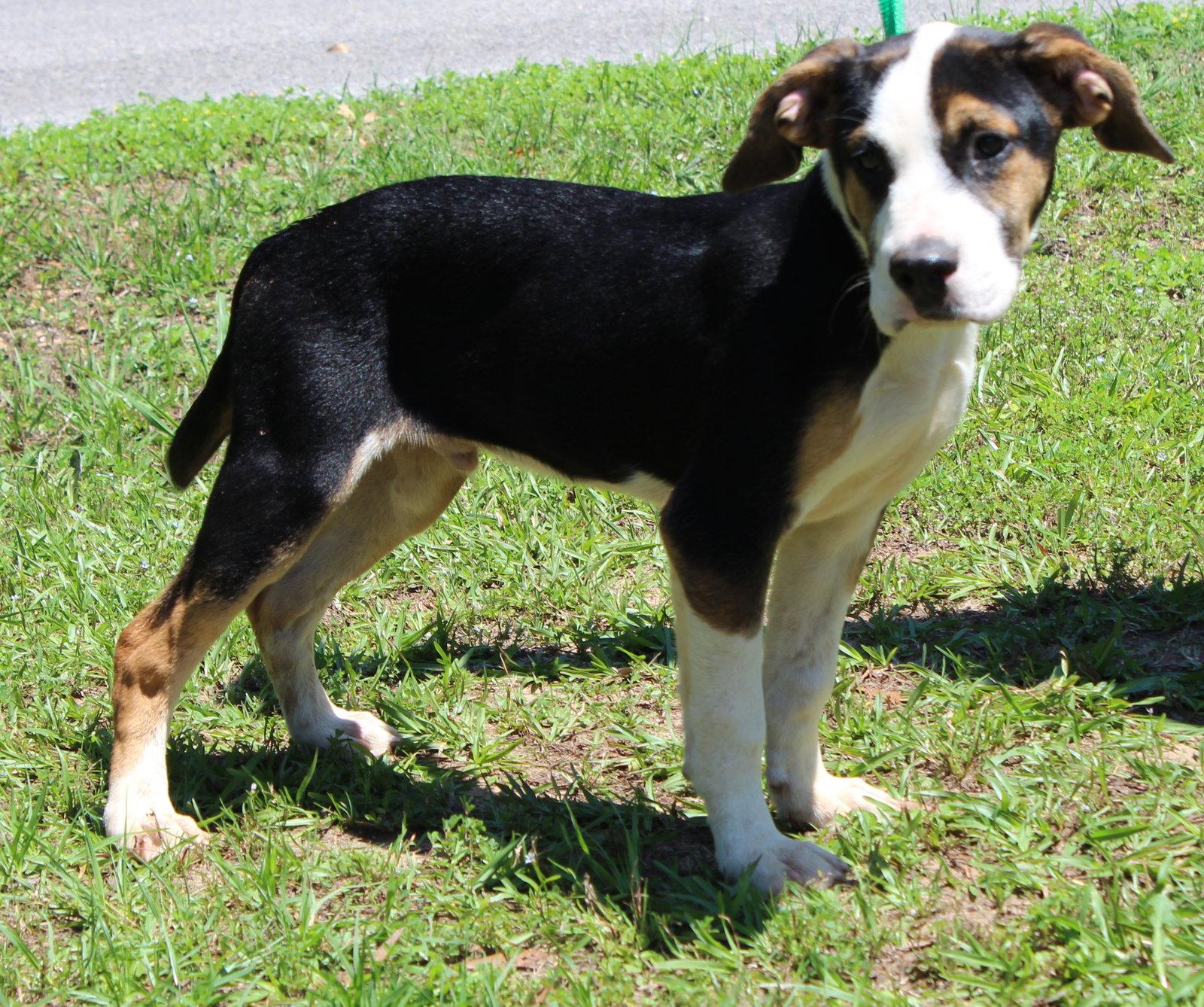 Holt 43545, a Adoptable Shepherd in Prattville, AL image 2/3