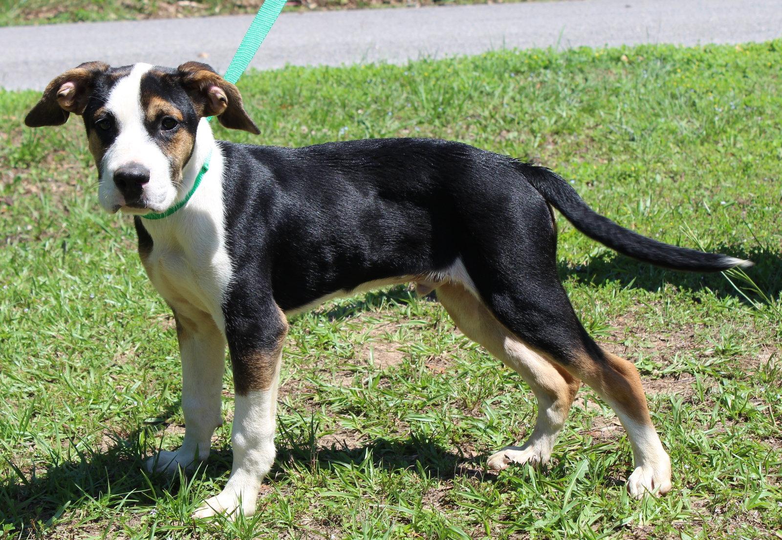 Holt 43545, a Adoptable Shepherd in Prattville, AL image 3/3