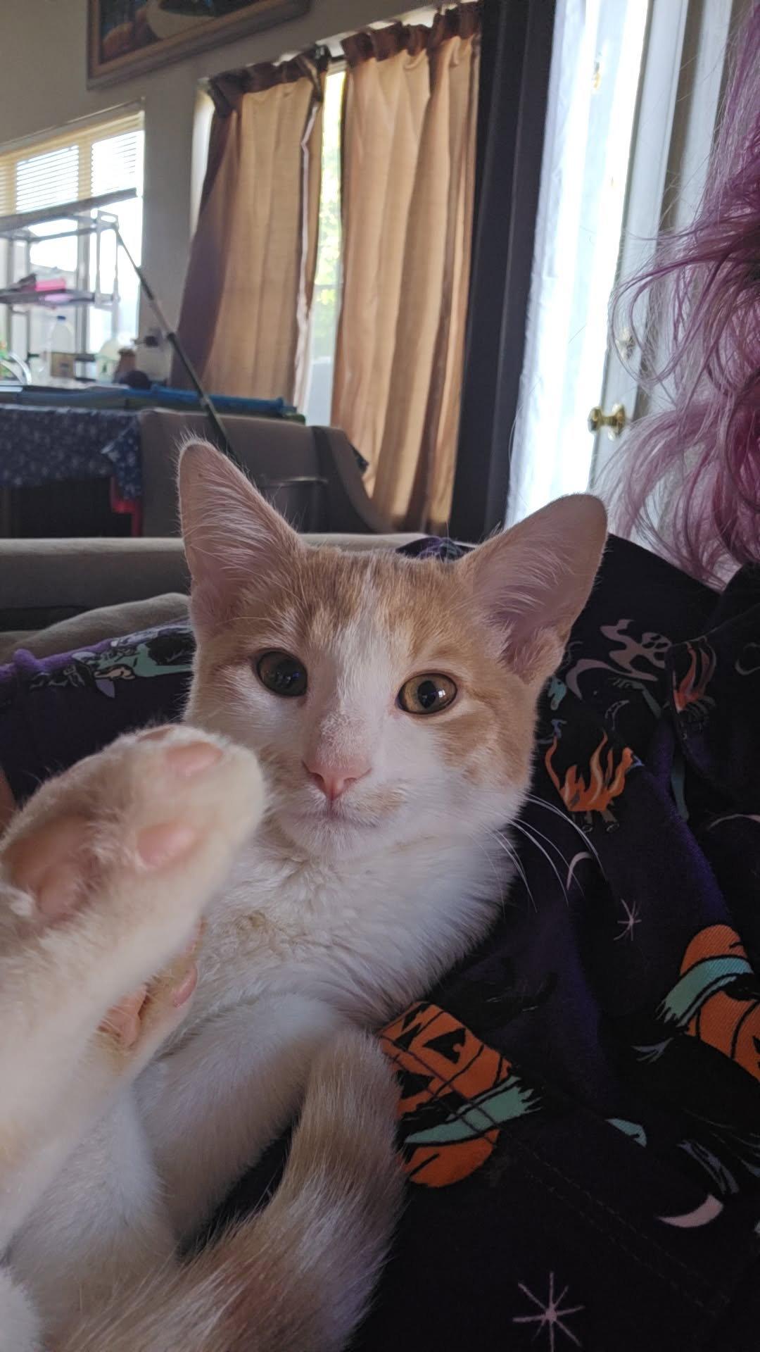 Enlarge Princess Peach, a Adoptable Domestic Short Hair in Glendale, AZ image 3/3