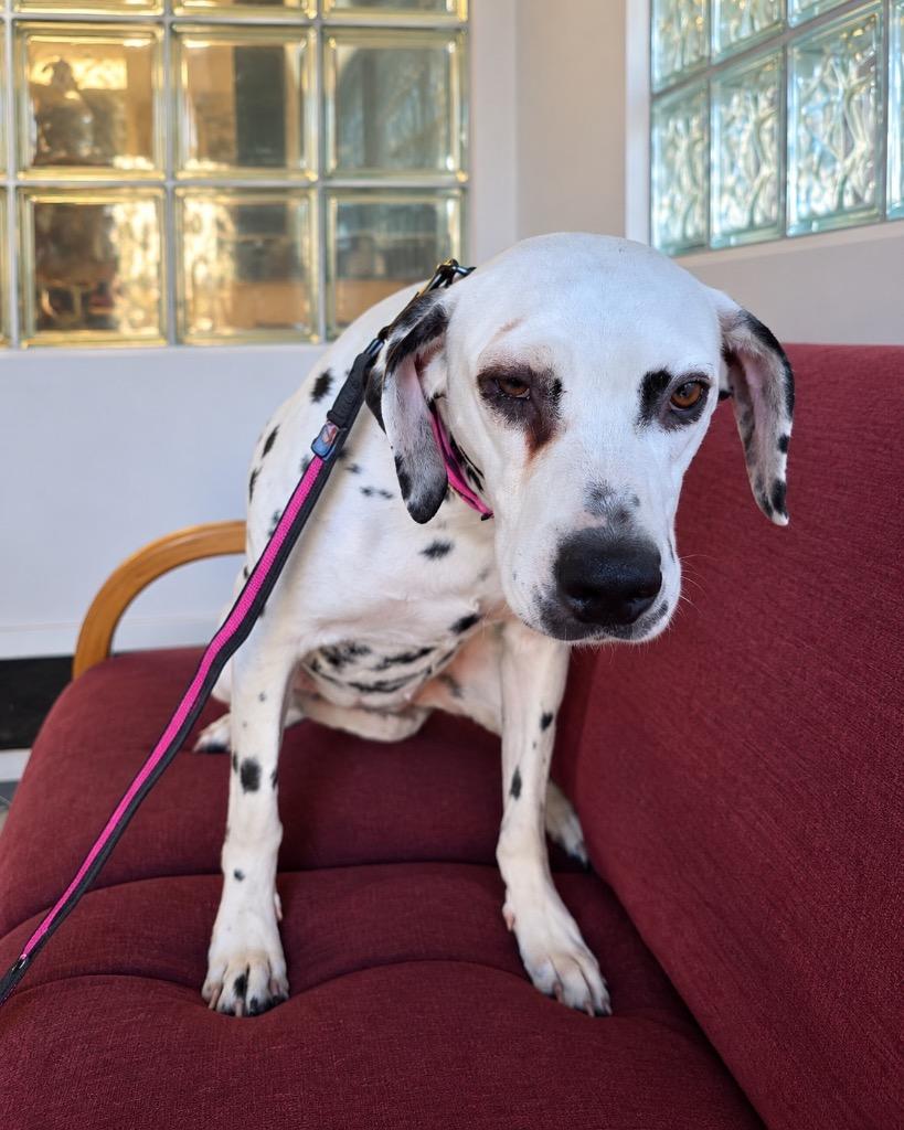 Enlarge Perdy, a Adoptable Dalmatian in Reno, NV image 1/2