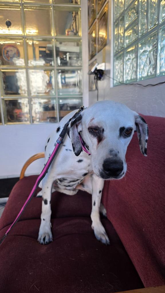 Enlarge Perdy, a Adoptable Dalmatian in Reno, NV image 2/2