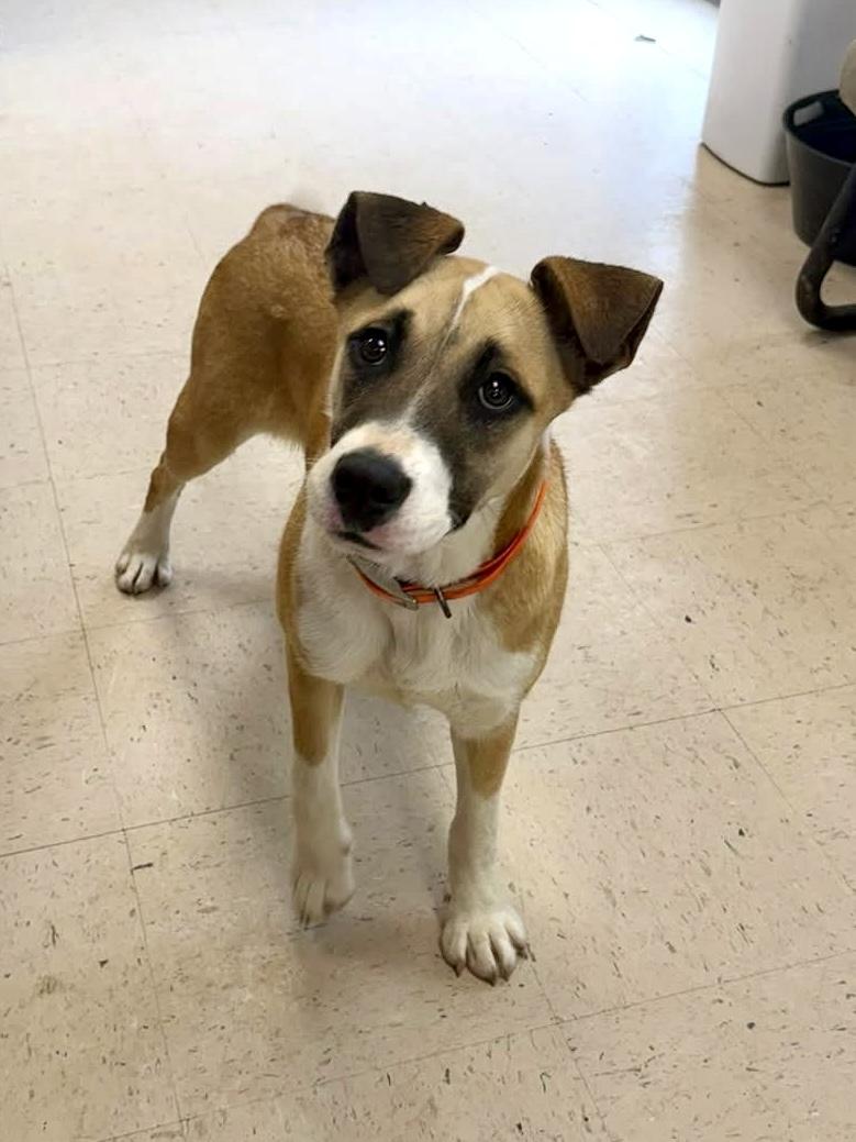 Enlarge Rosie, an adopted mixed breed in Senatobia, MS image 3/5