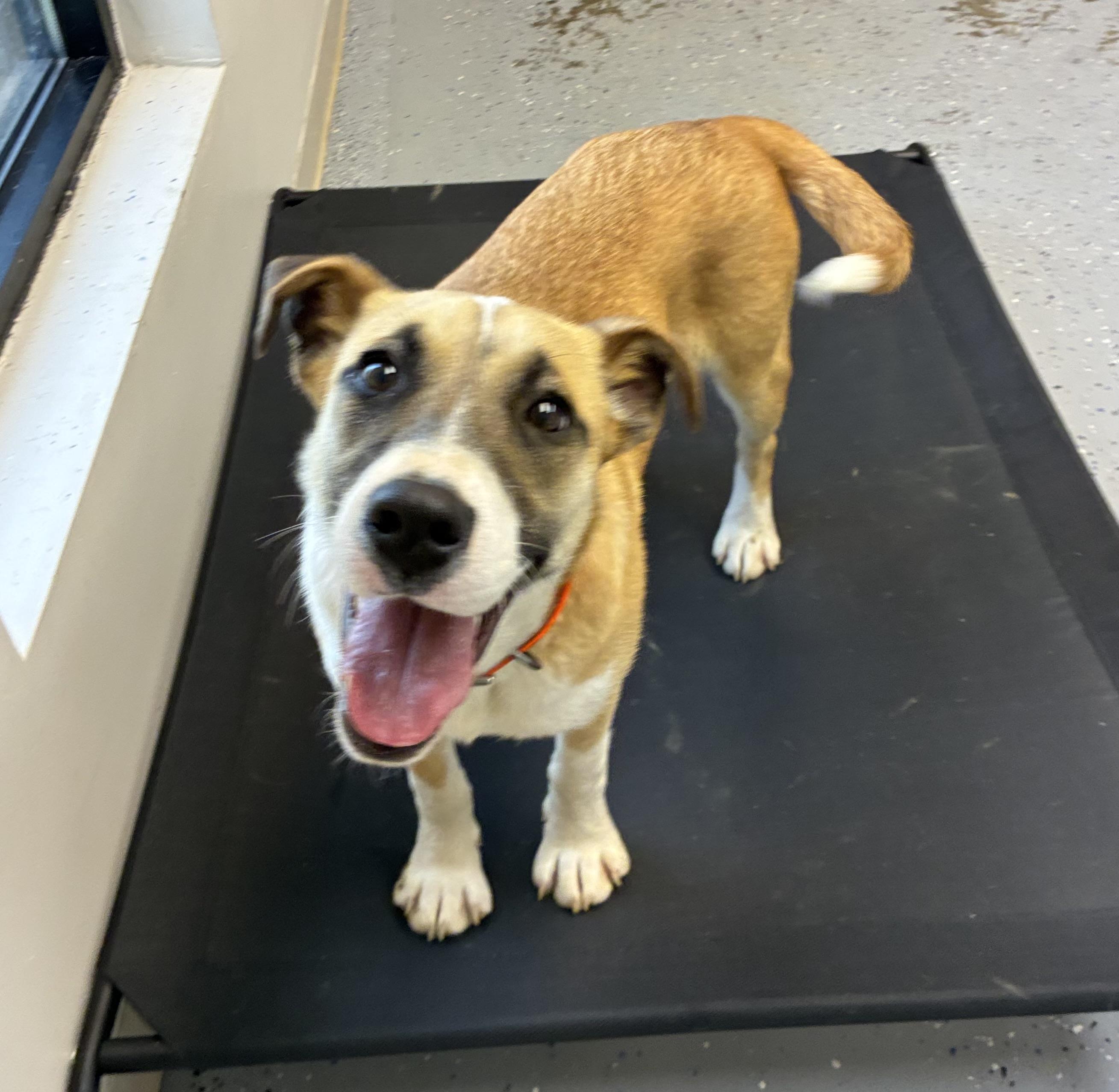 Enlarge Rosie, an adopted mixed breed in Senatobia, MS image 5/5