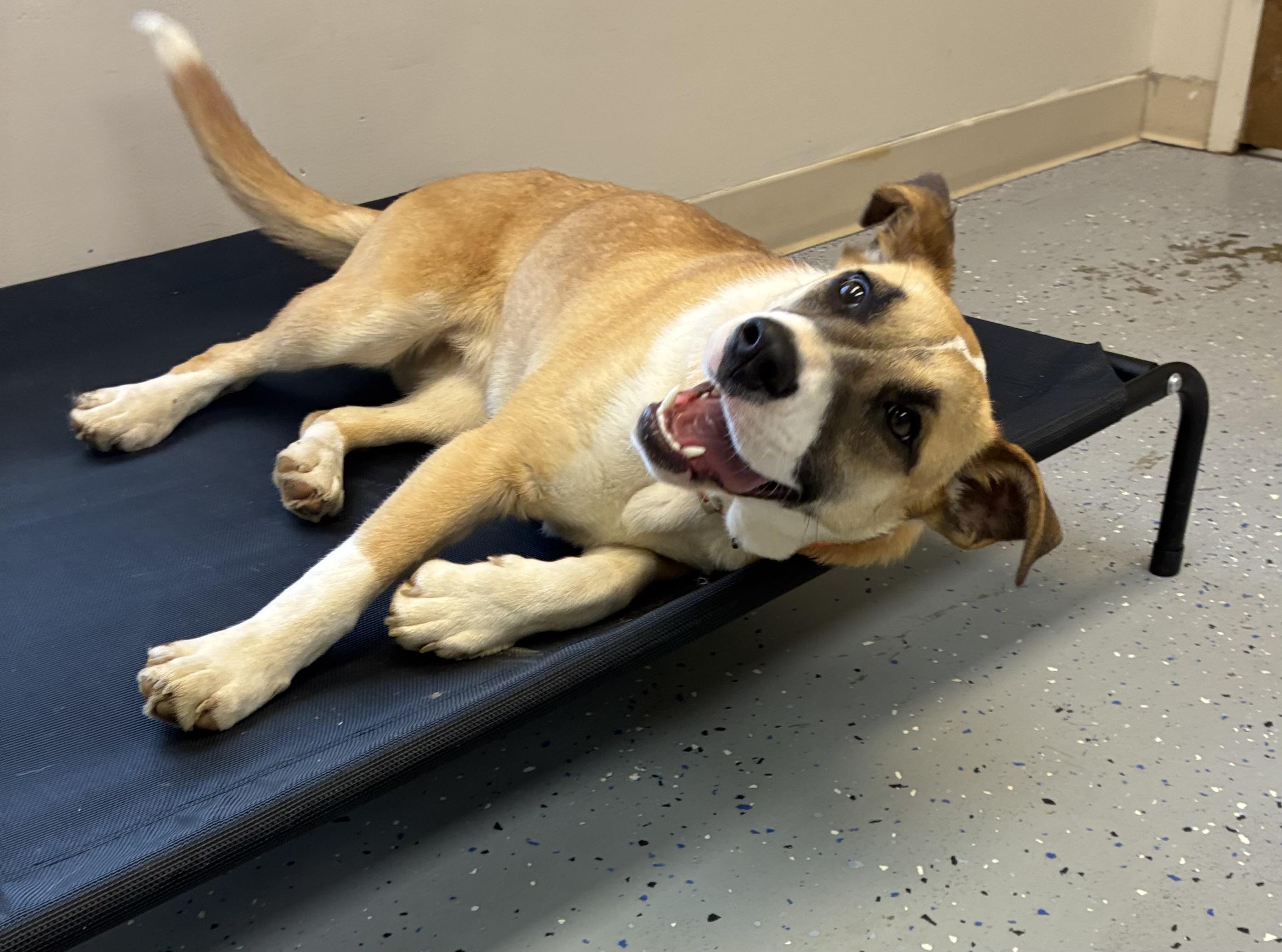 Enlarge Rosie, an adopted mixed breed in Senatobia, MS image 2/5