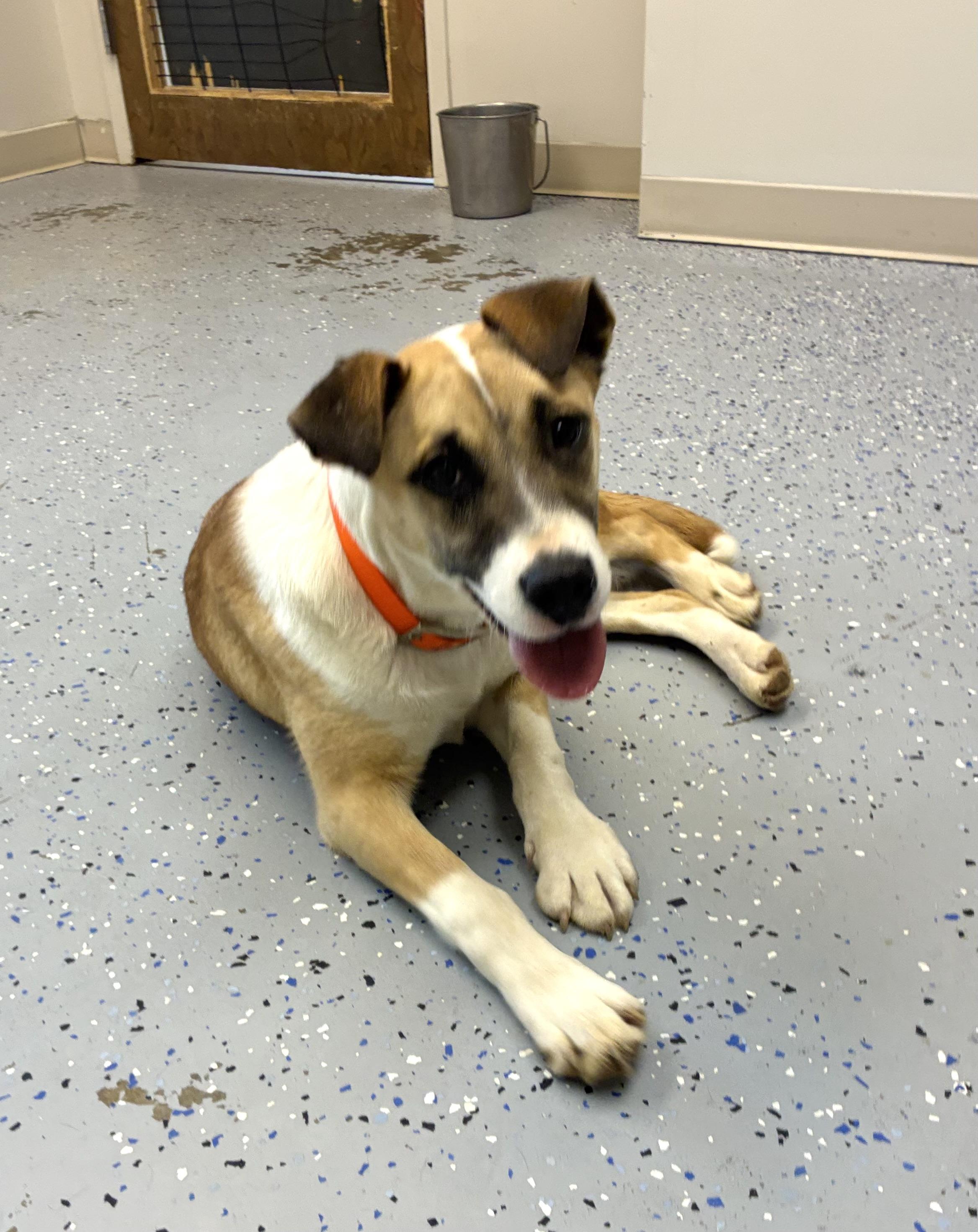 Enlarge Rosie, an adopted mixed breed in Senatobia, MS image 1/5