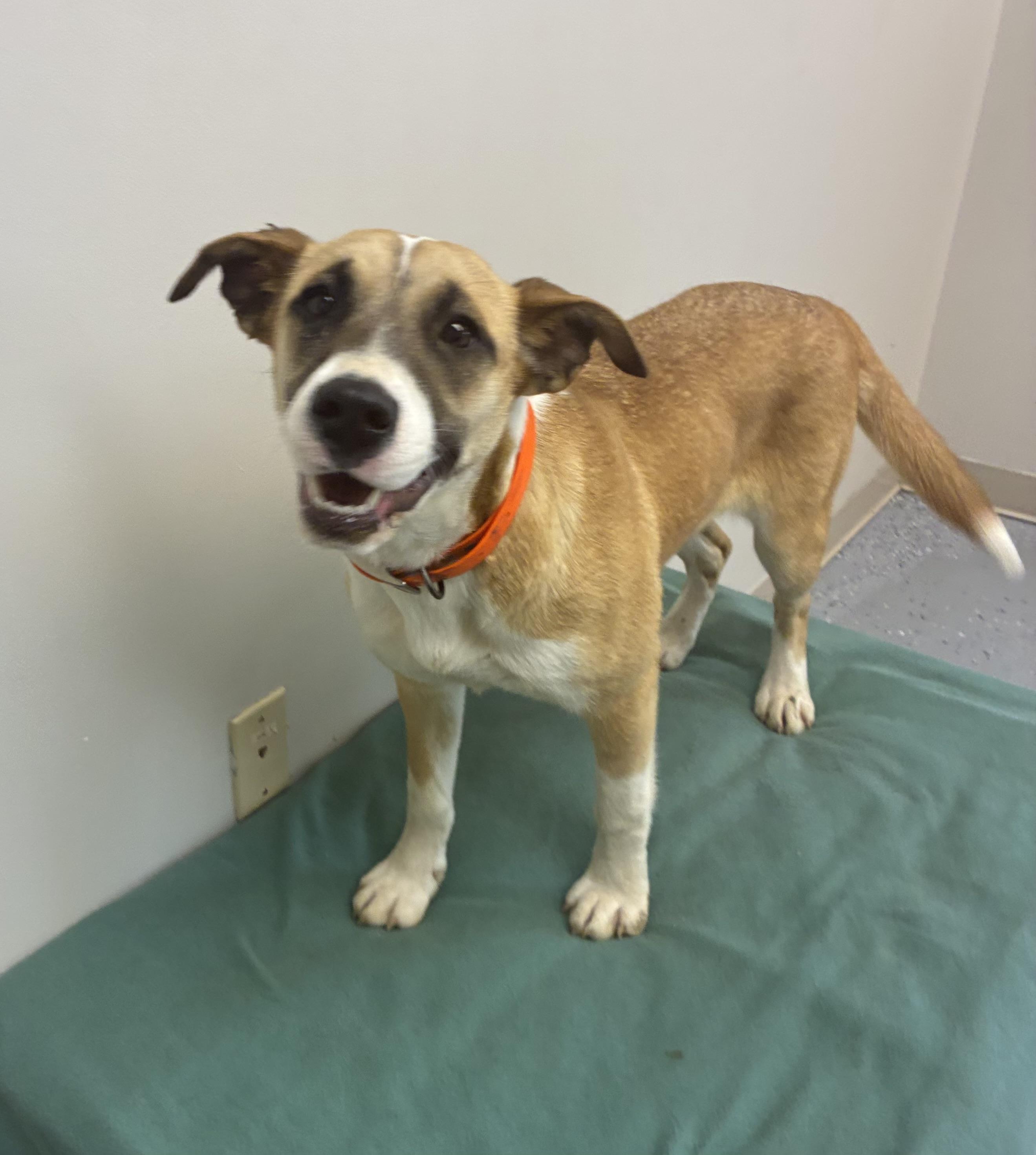 Enlarge Rosie, an adopted mixed breed in Senatobia, MS image 4/5