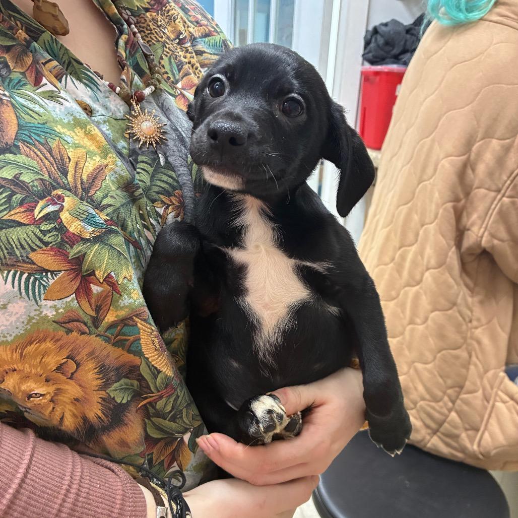 Viper, adopted, Puppy Male Chihuahua.