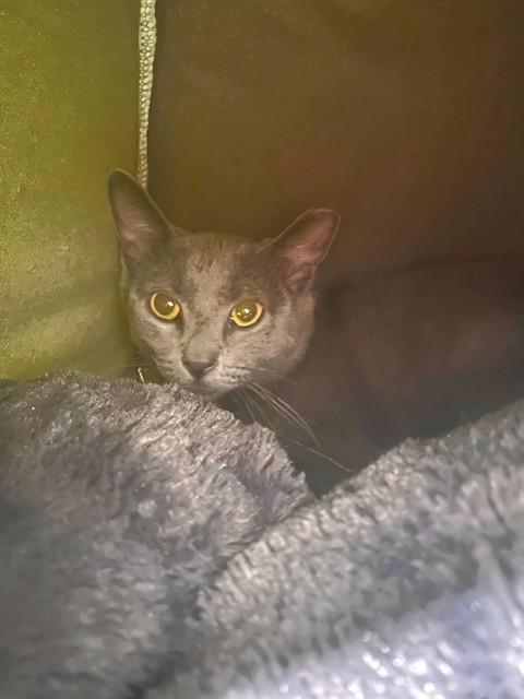 Enlarge DAISY, a Adoptable Domestic Short Hair in Saint Peters, MO image 1/1